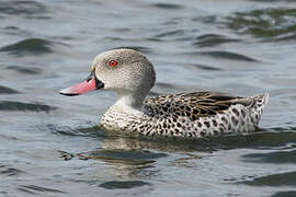 Cape Teal