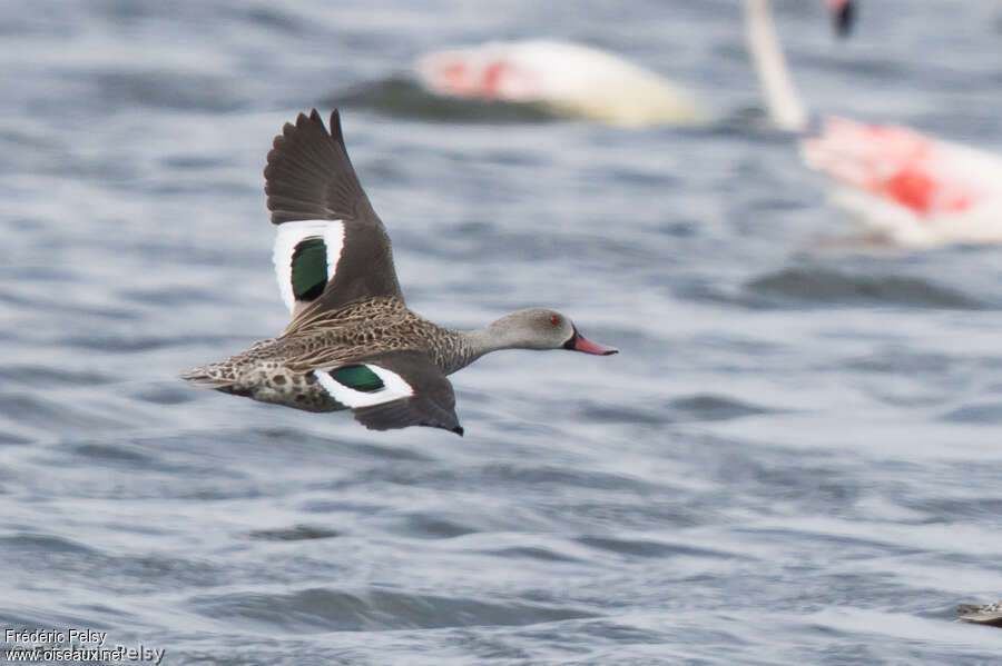 Cape Tealadult, Flight