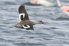 Cape Teal