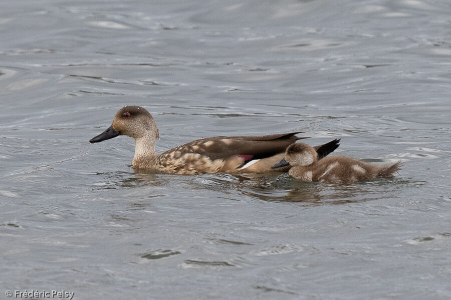 Crested Duck