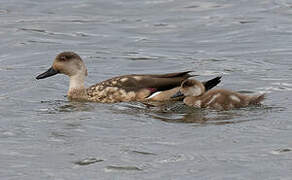 Crested Duck