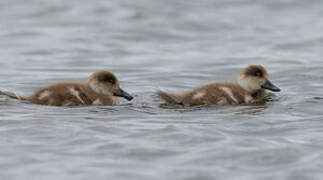 Crested Duck