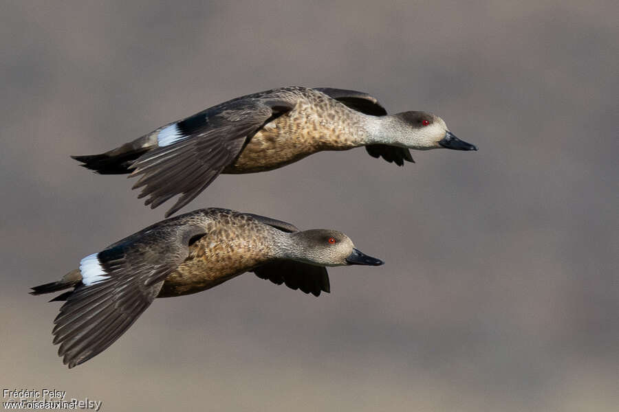 Crested Duckadult, Flight