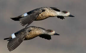 Crested Duck