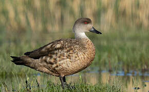 Crested Duck