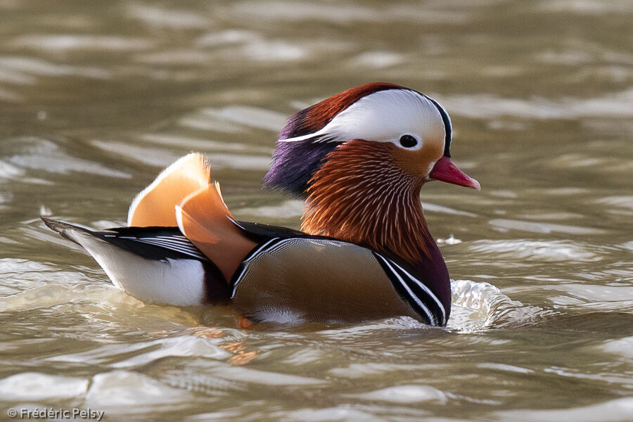 Canard mandarin