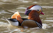 Canard mandarin