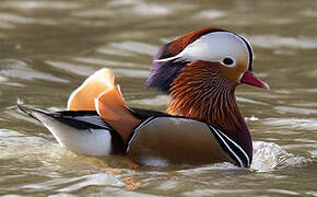 Mandarin Duck