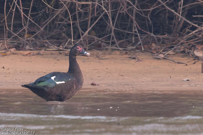 Canard musqué femelle adulte, identification