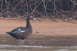 Muscovy Duck