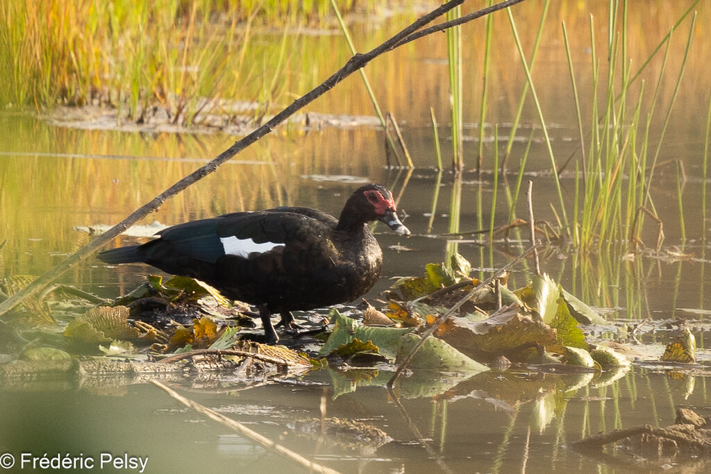 Canard musqué