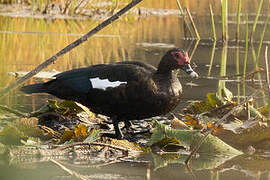 Canard musqué