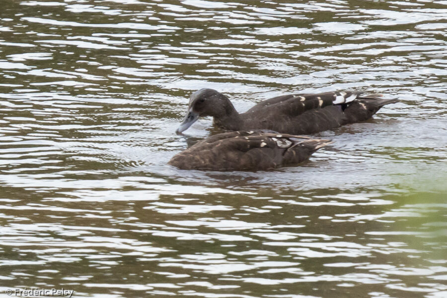 Canard noirâtre