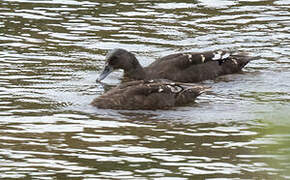 African Black Duck