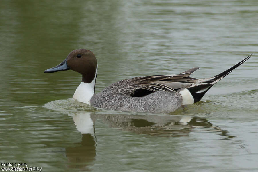 Northern Pintail male adult breeding, identification