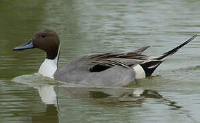 Northern Pintail