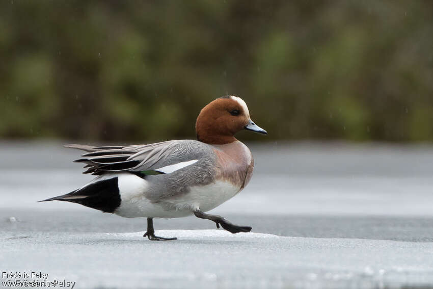 Eurasian Wigeon male adult, walking