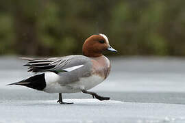 Eurasian Wigeon