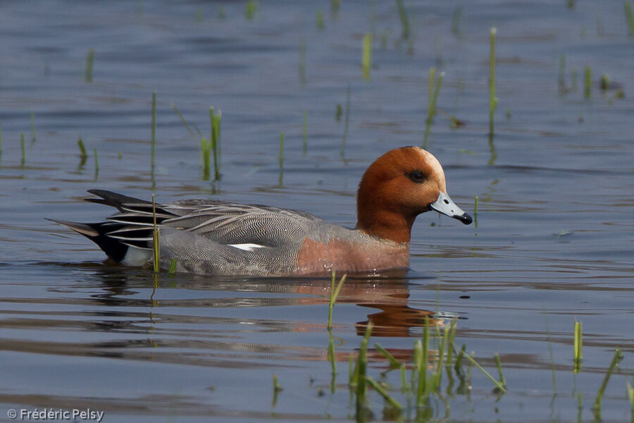 Eurasian Wigeon male adult