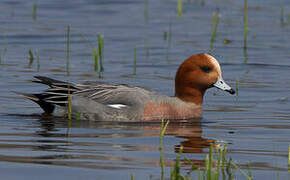 Eurasian Wigeon