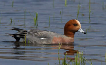 Canard siffleur