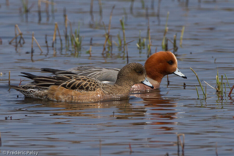 Canard siffleuradulte nuptial