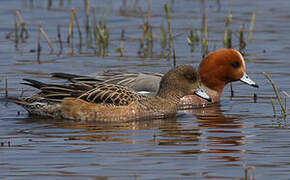 Eurasian Wigeon