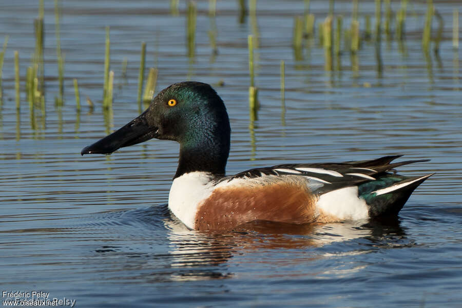 Northern Shoveler male adult breeding, identification