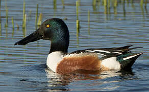 Northern Shoveler