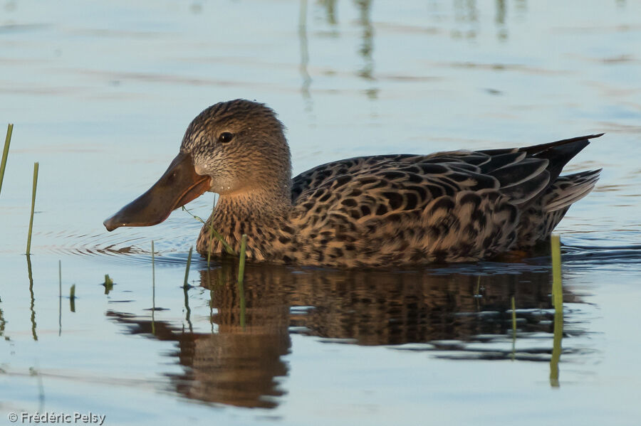 Canard souchet femelle adulte