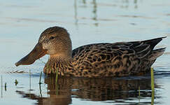 Canard souchet