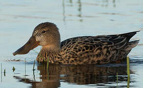 Northern Shoveler