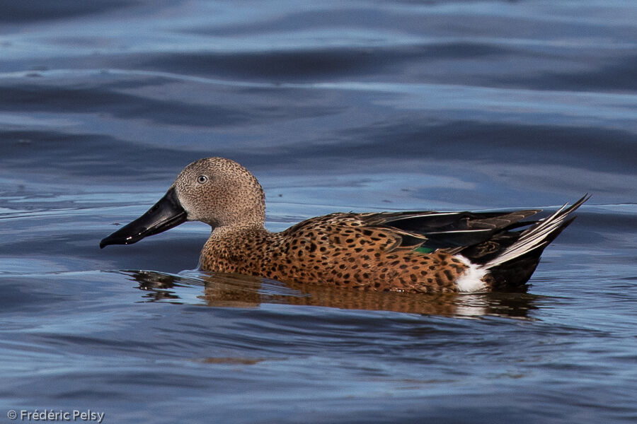 Red Shoveler male