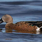 Canard spatule