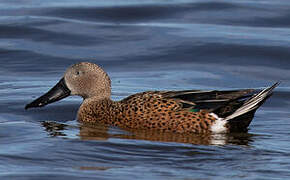 Red Shoveler