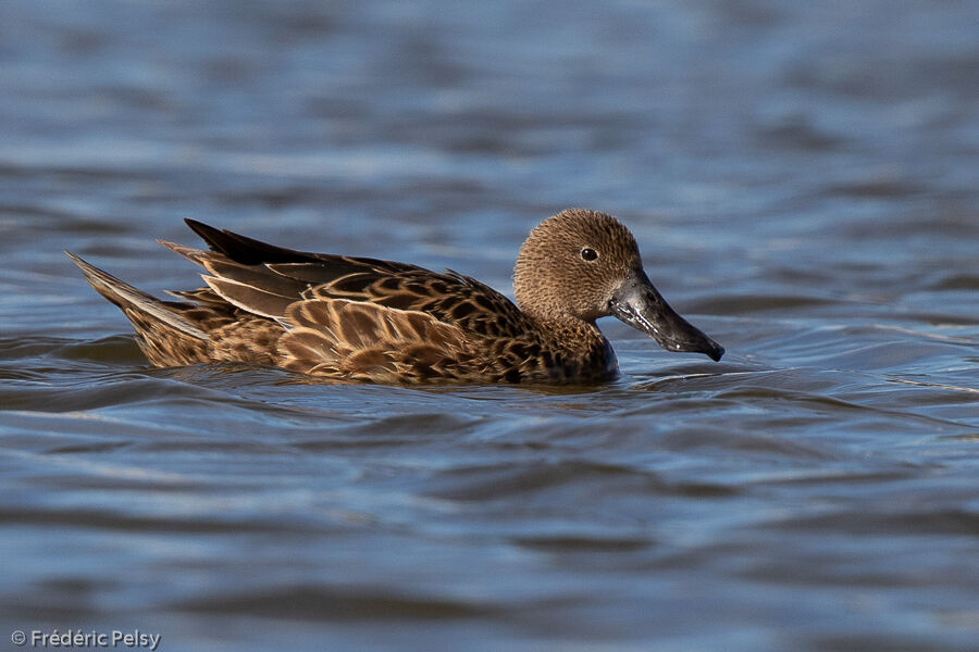 Canard spatule femelle