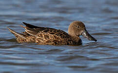 Canard spatule