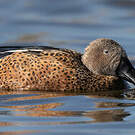 Canard spatule