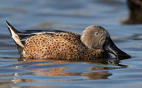 Canard spatule