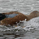 Canard spatule