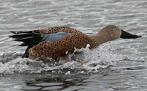 Red Shoveler