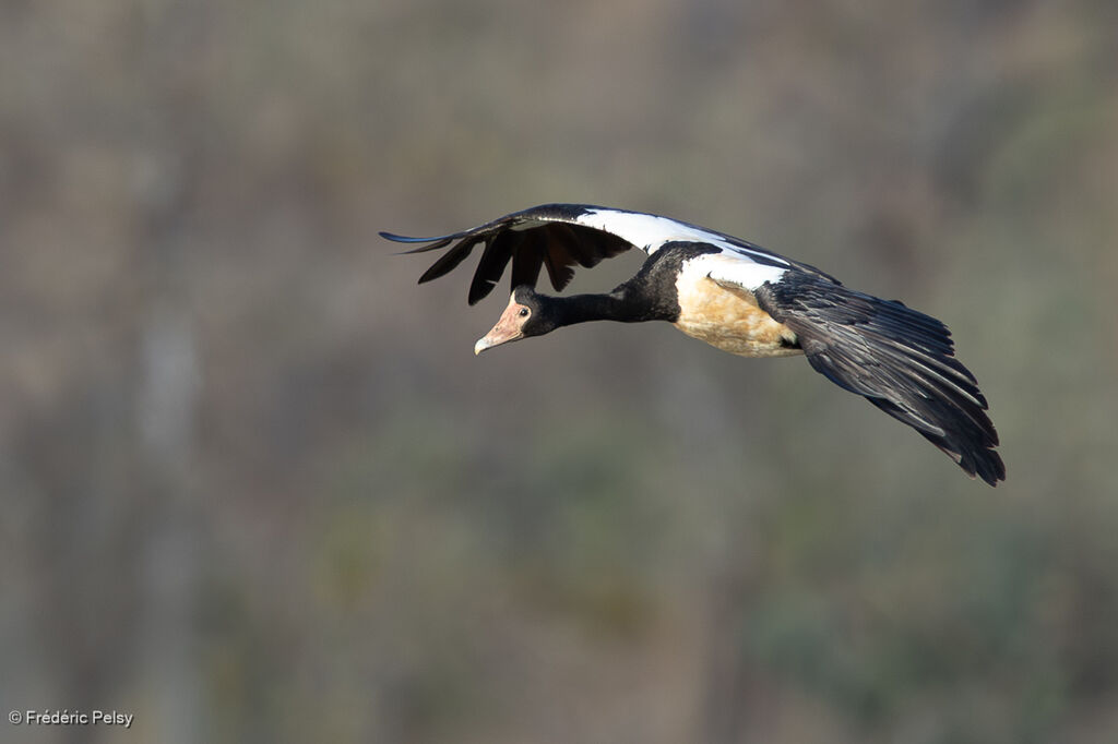 Canaroie semipalmée