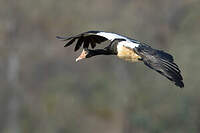 Canaroie semipalmée