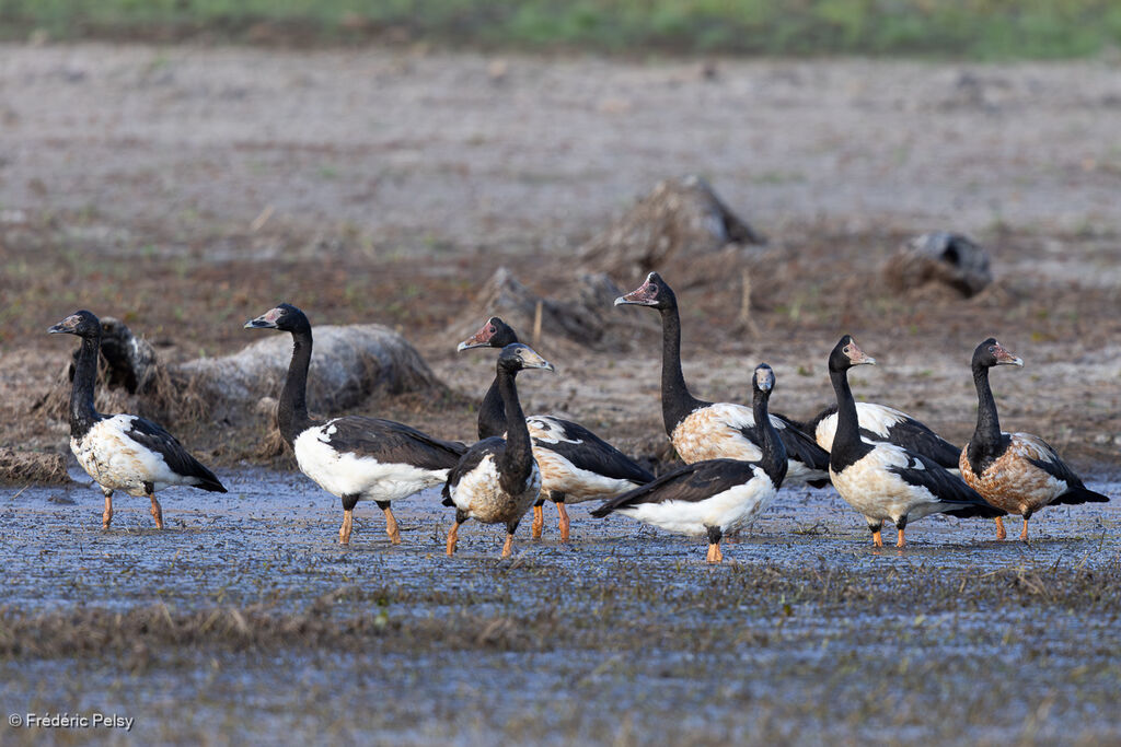Canaroie semipalmée