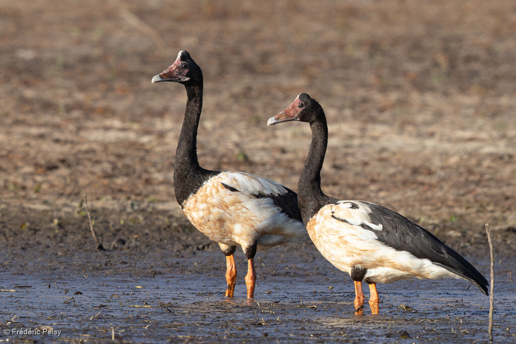 Canaroie semipalmée