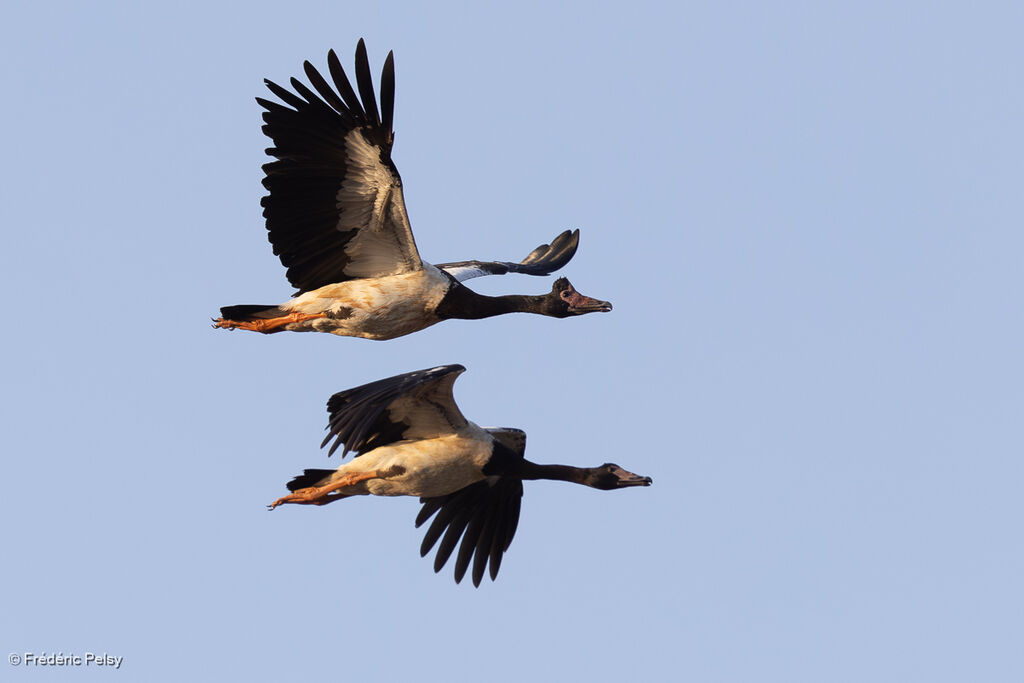 Canaroie semipalmée