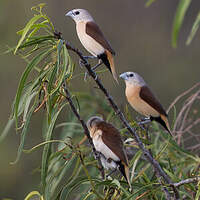 Capucin à croupion jaune