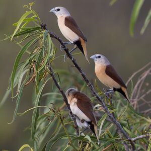 Capucin à croupion jaune