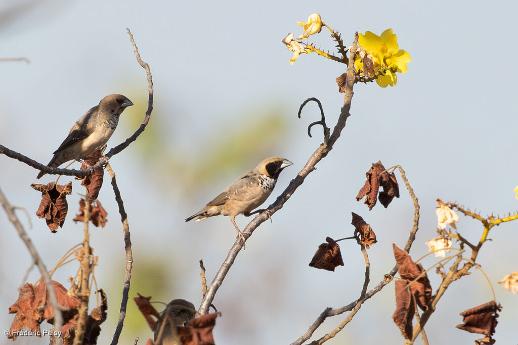 Capucin à poitrine blanche