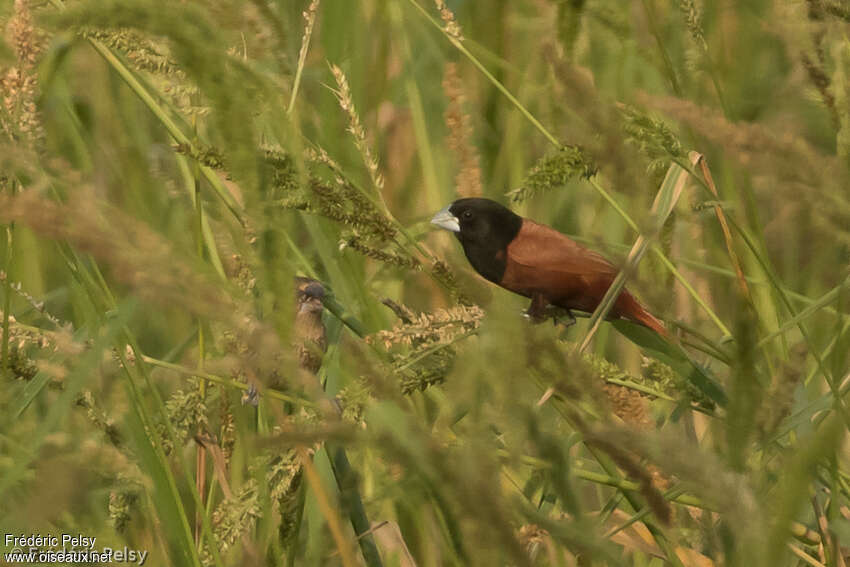 Chestnut Muniaadult, identification